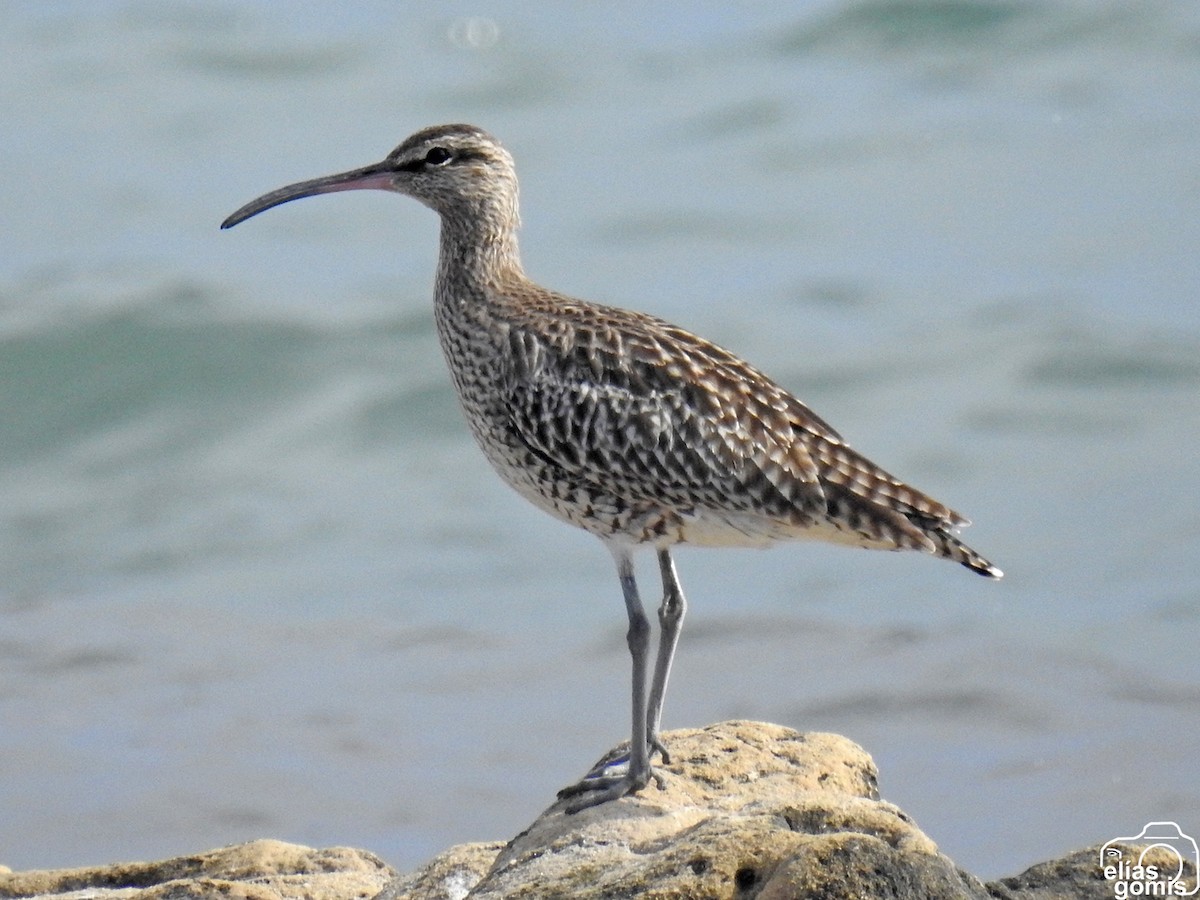 Eurasian Whimbrel - ML643279295