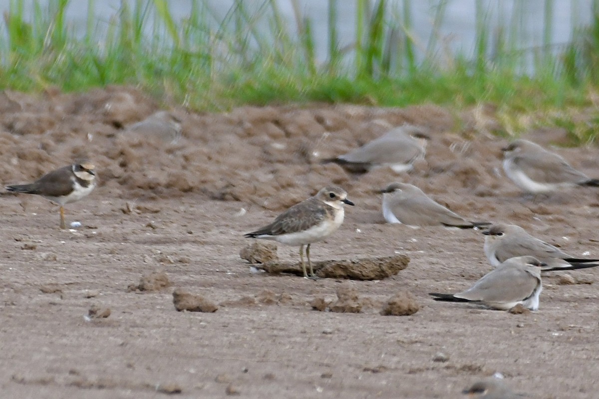 Tibetan Sand-Plover - ML643279299