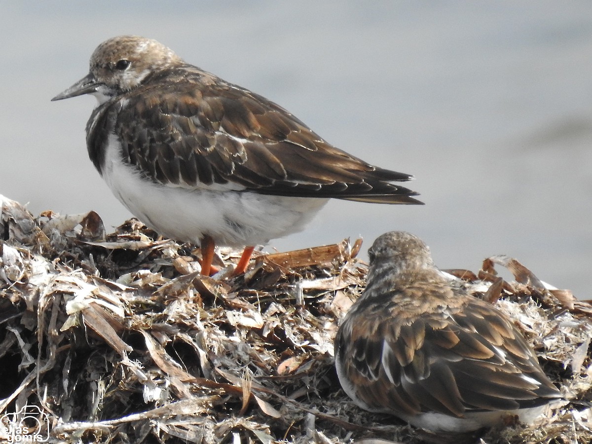 Ruddy Turnstone - ML643279306