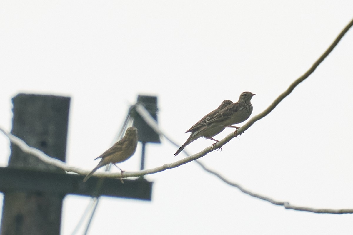 Blyth's Pipit - ML643279313