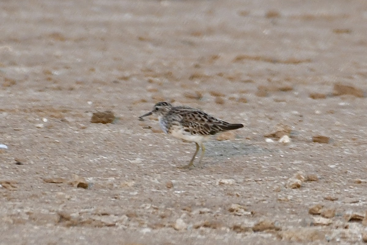 Long-toed Stint - ML643279314