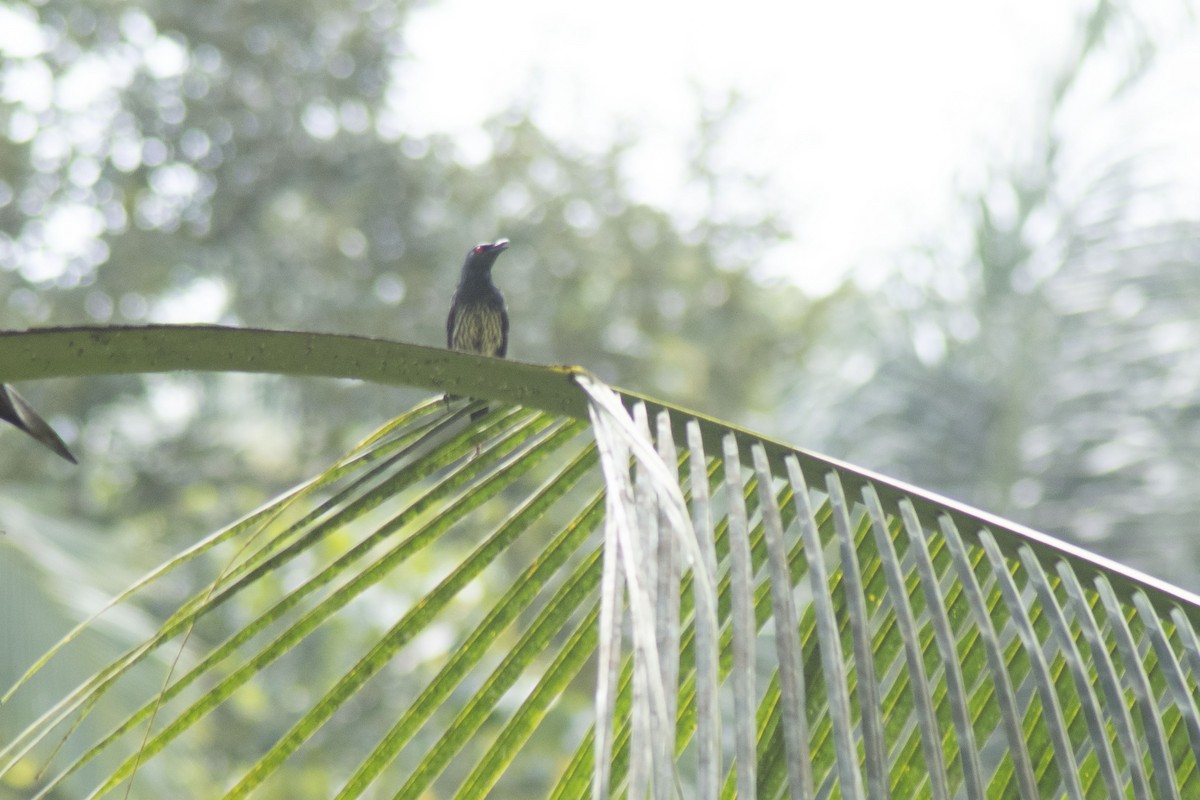 Asian Glossy Starling - ML643279340