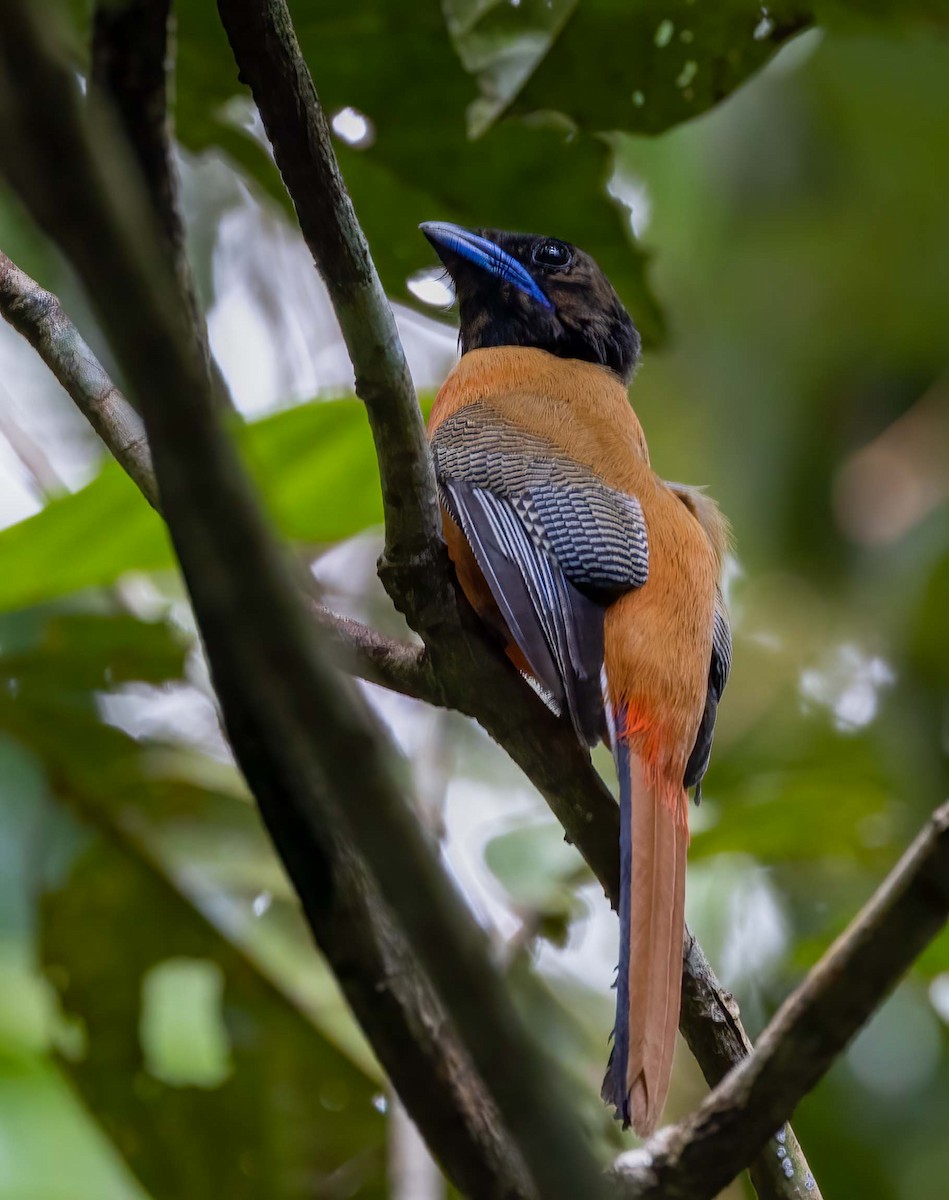 Scarlet-rumped Trogon - ML643279342