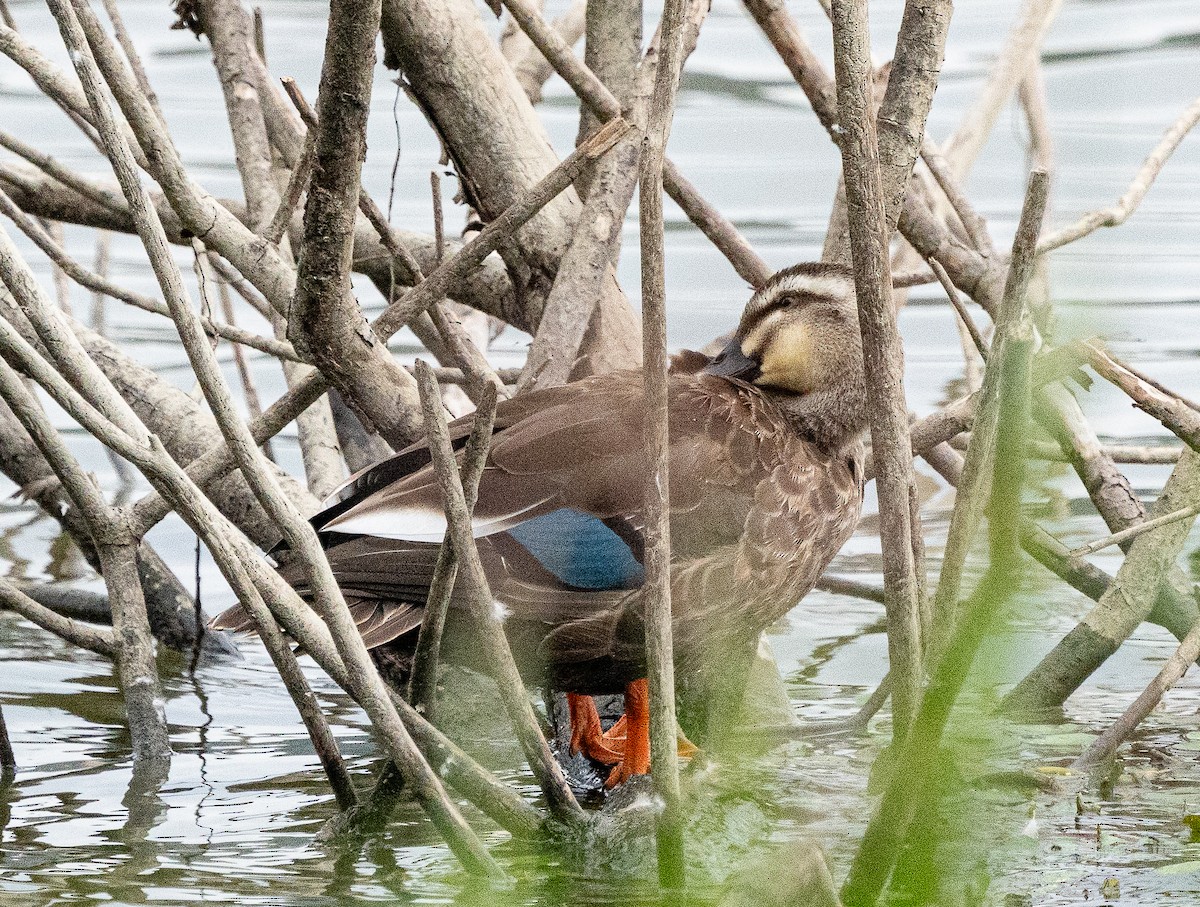 Eastern Spot-billed Duck - ML643279343