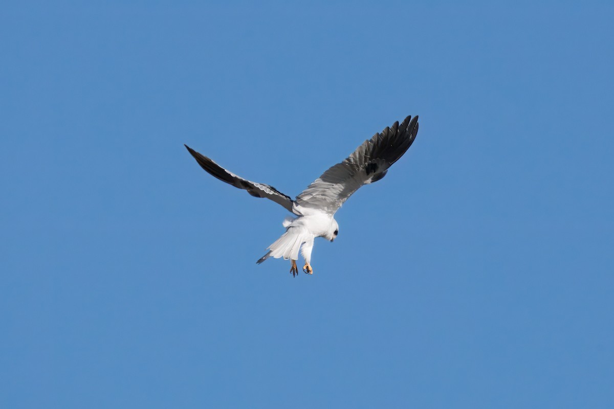 White-tailed Kite - ML643279345