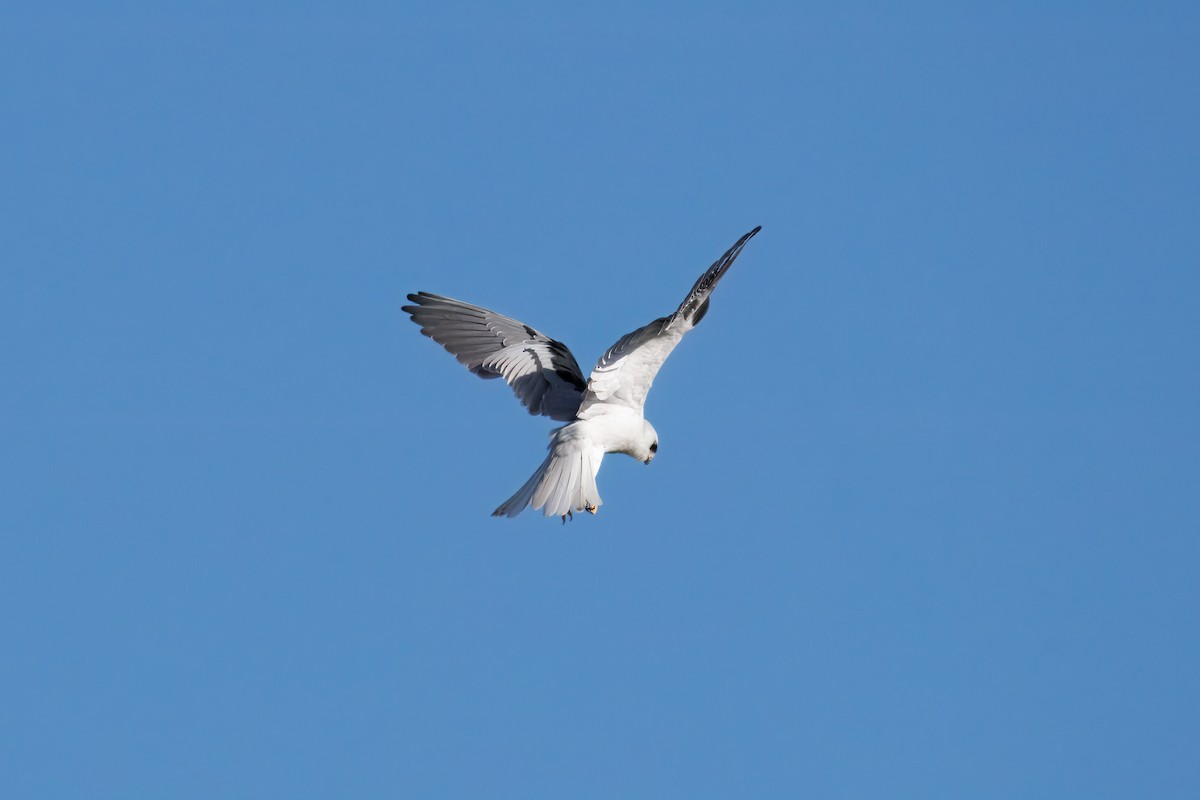 White-tailed Kite - ML643279346