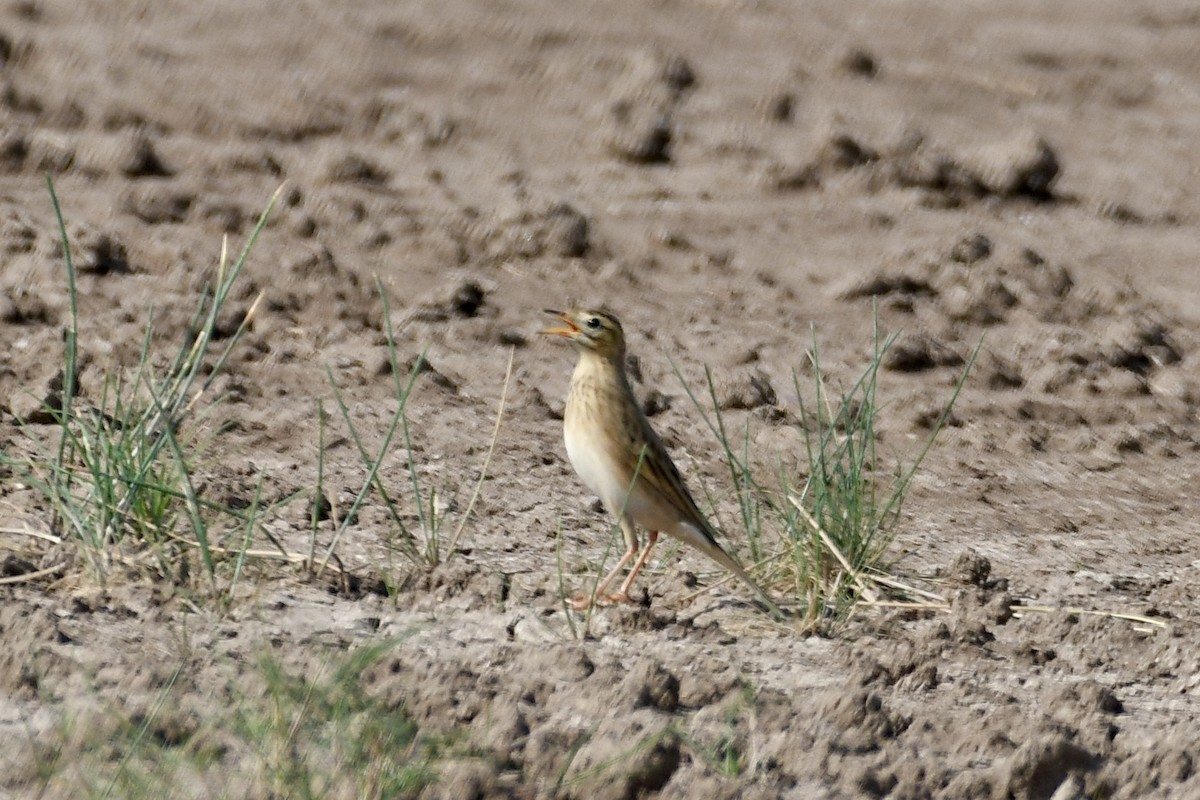 Richard's Pipit - ML643279361