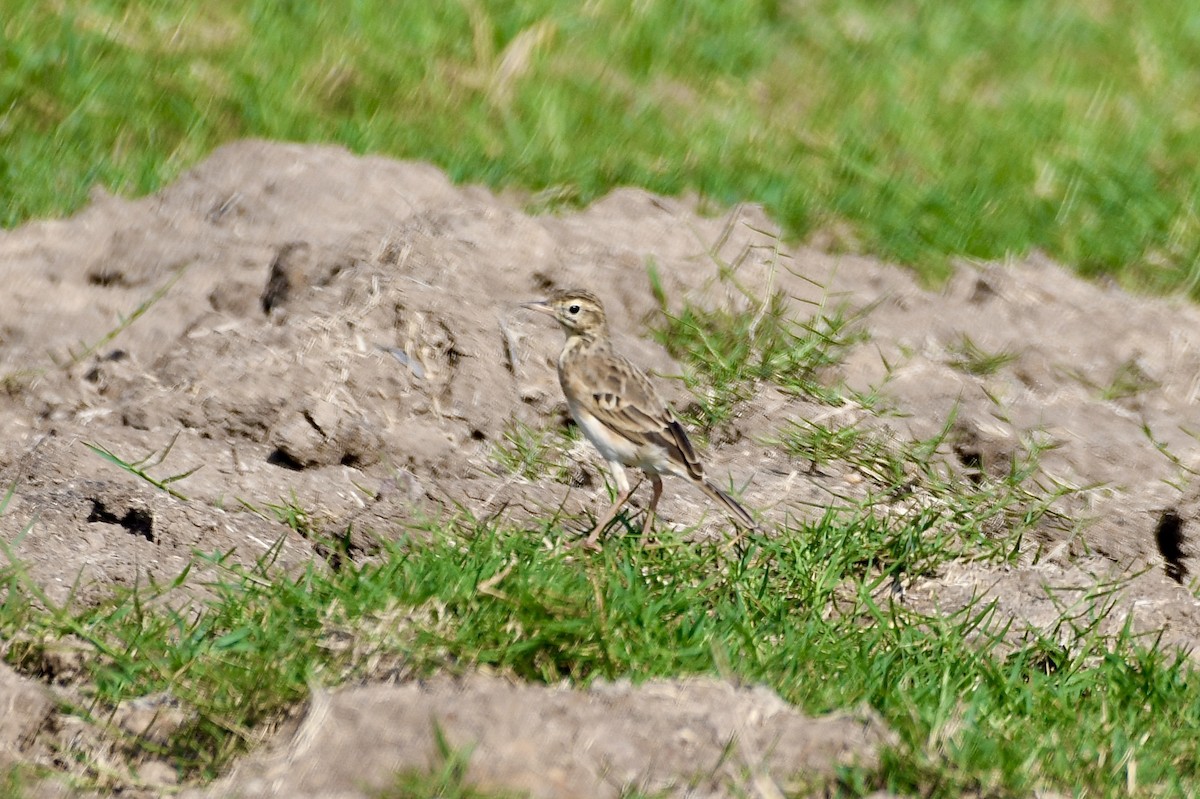 Richard's Pipit - ML643279362