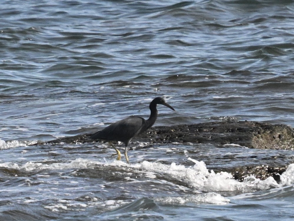 Pacific Reef-Heron - ML643279385