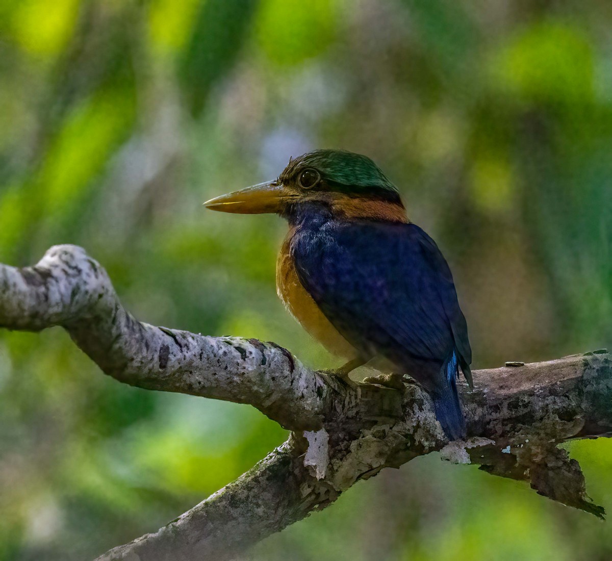 Rufous-collared Kingfisher - ML643279425