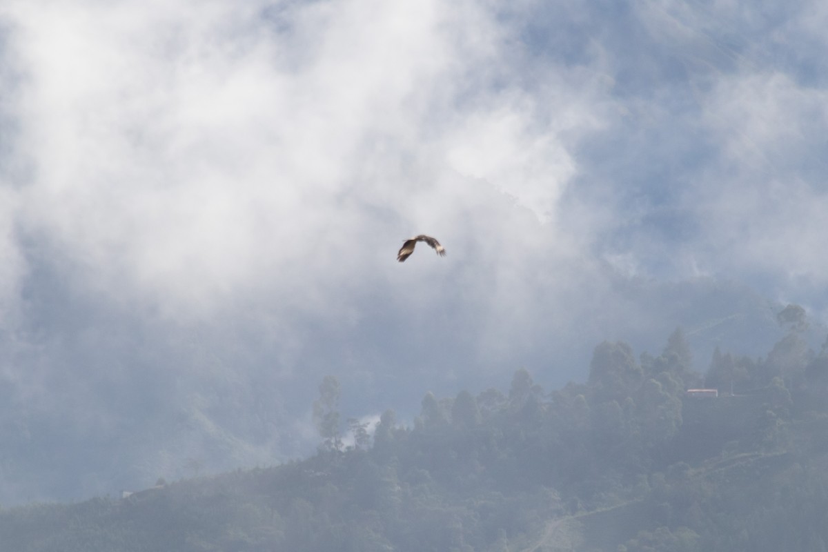 Yellow-headed Caracara - ML643279426