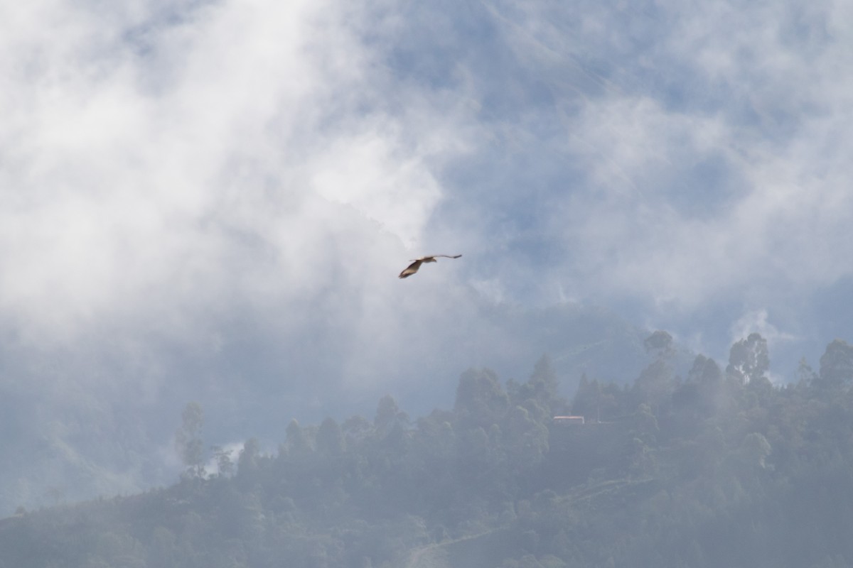 Yellow-headed Caracara - ML643279428