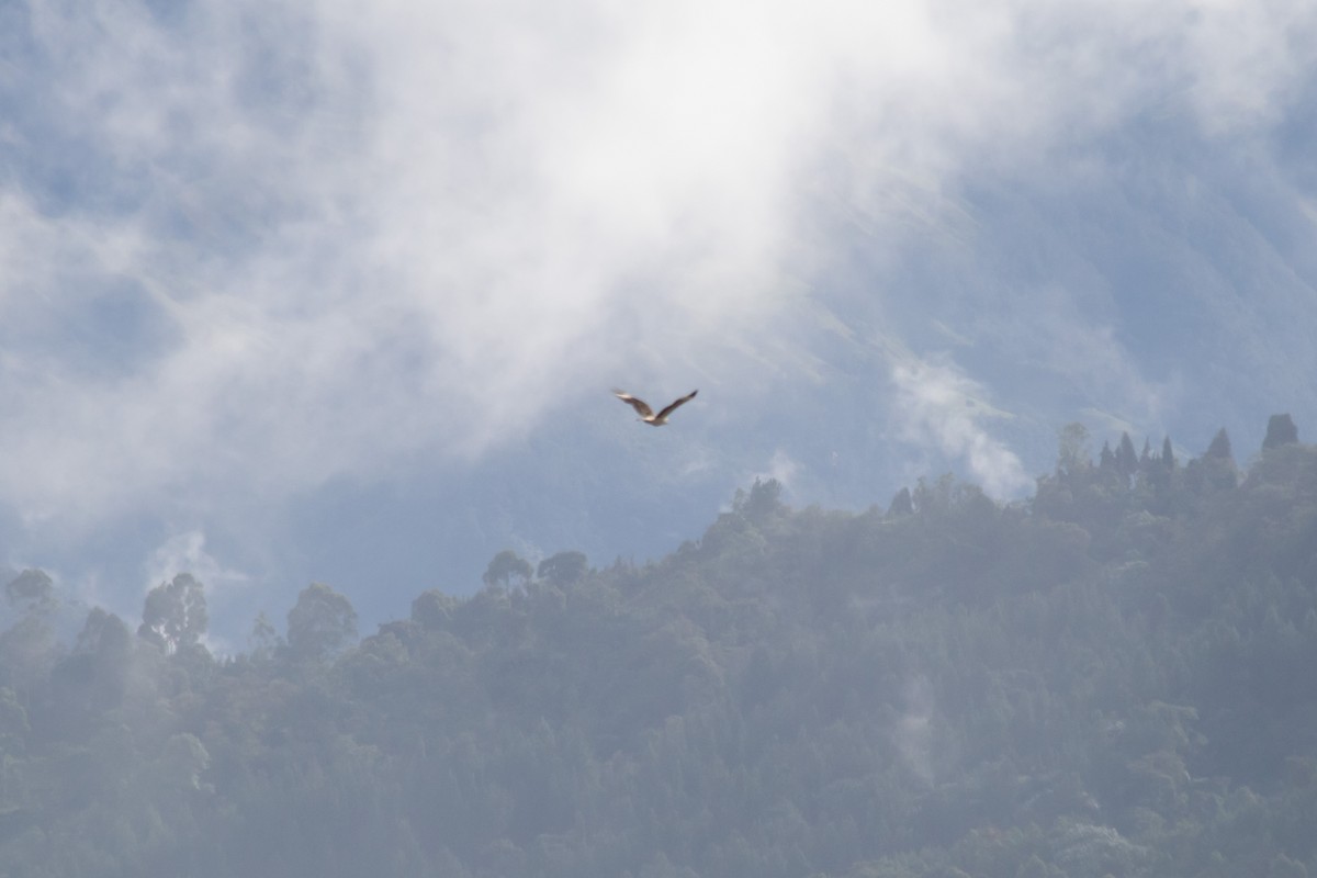 Yellow-headed Caracara - ML643279429