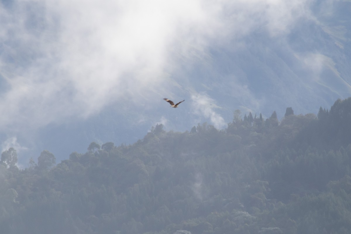 Yellow-headed Caracara - ML643279434