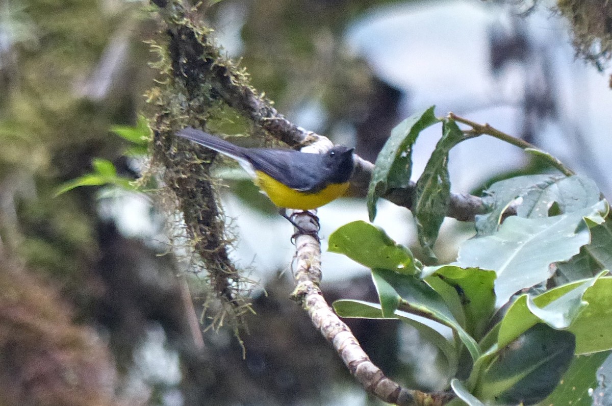 Paruline ardoisée - ML643279437