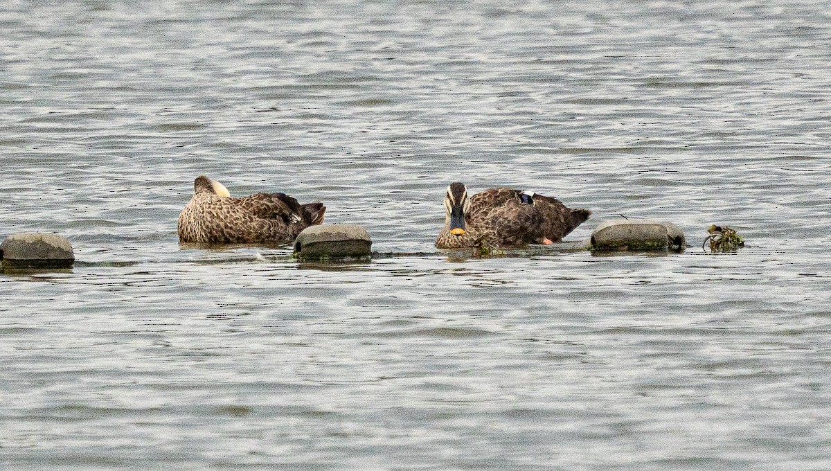 Eastern Spot-billed Duck - ML643279443