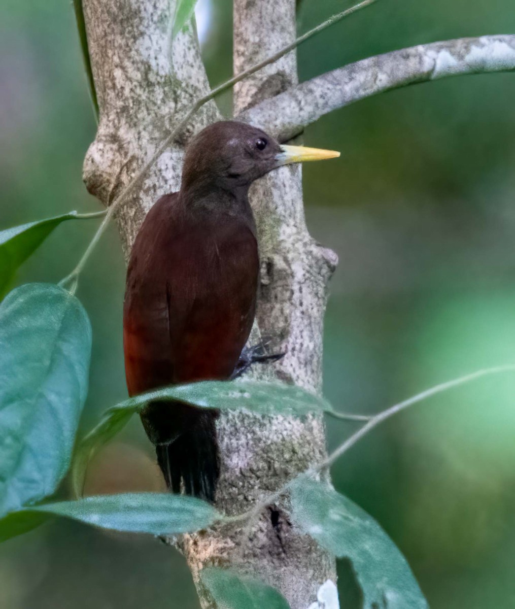 Maroon Woodpecker - ML643279445