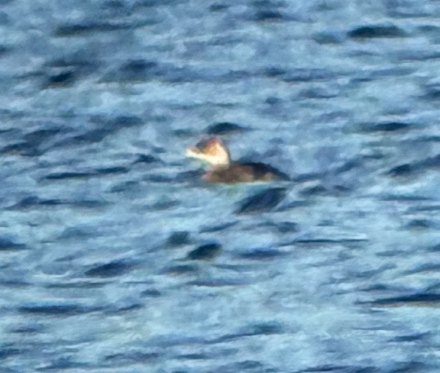 Red-necked Grebe - ML643279448
