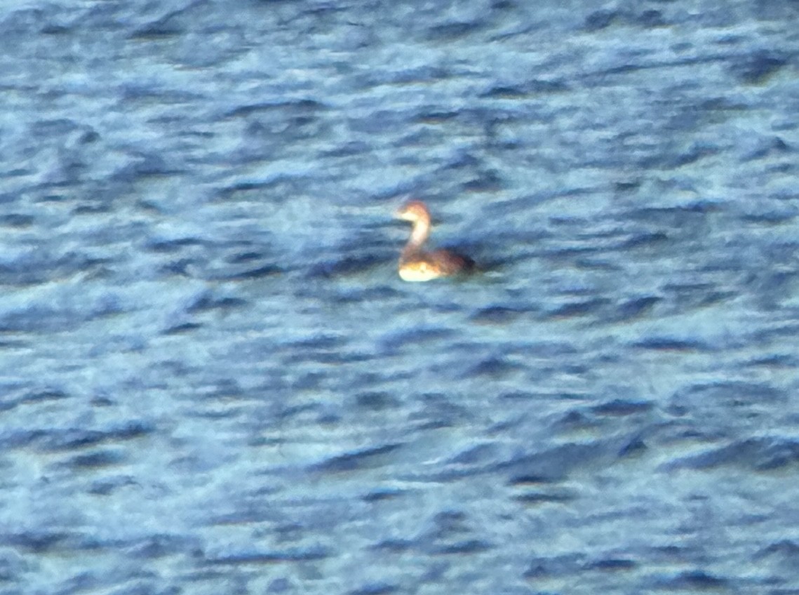 Red-necked Grebe - ML643279449