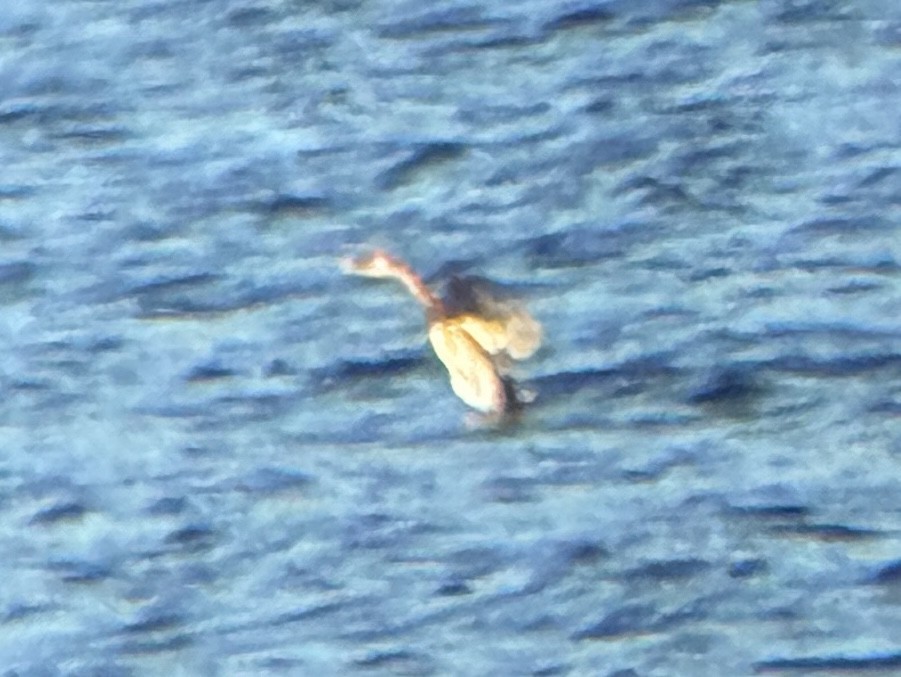 Red-necked Grebe - ML643279450