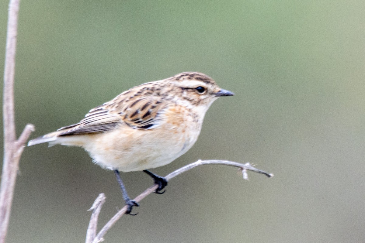 Whinchat - ML643279463