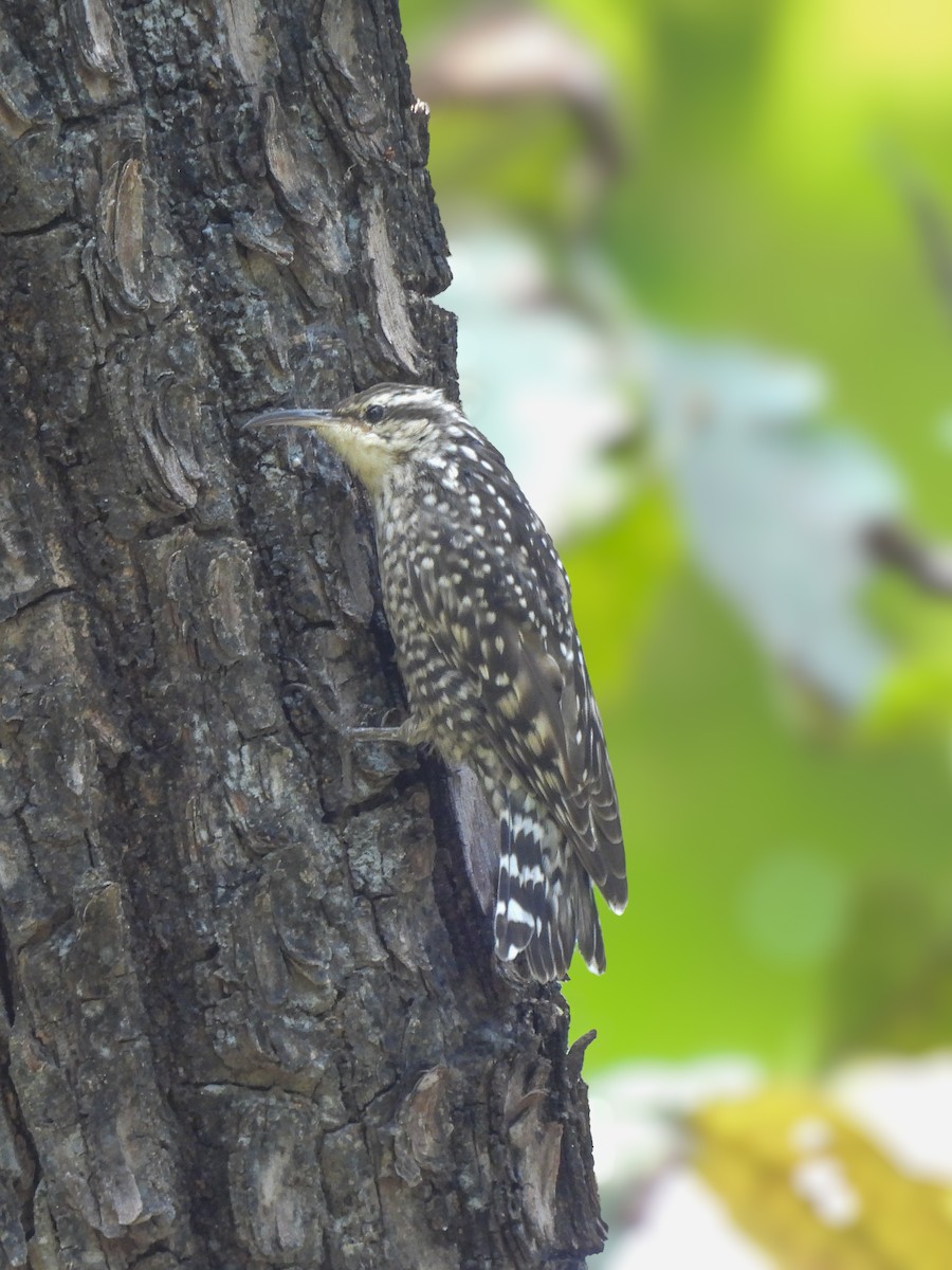 Indian Spotted Creeper - ML643279469