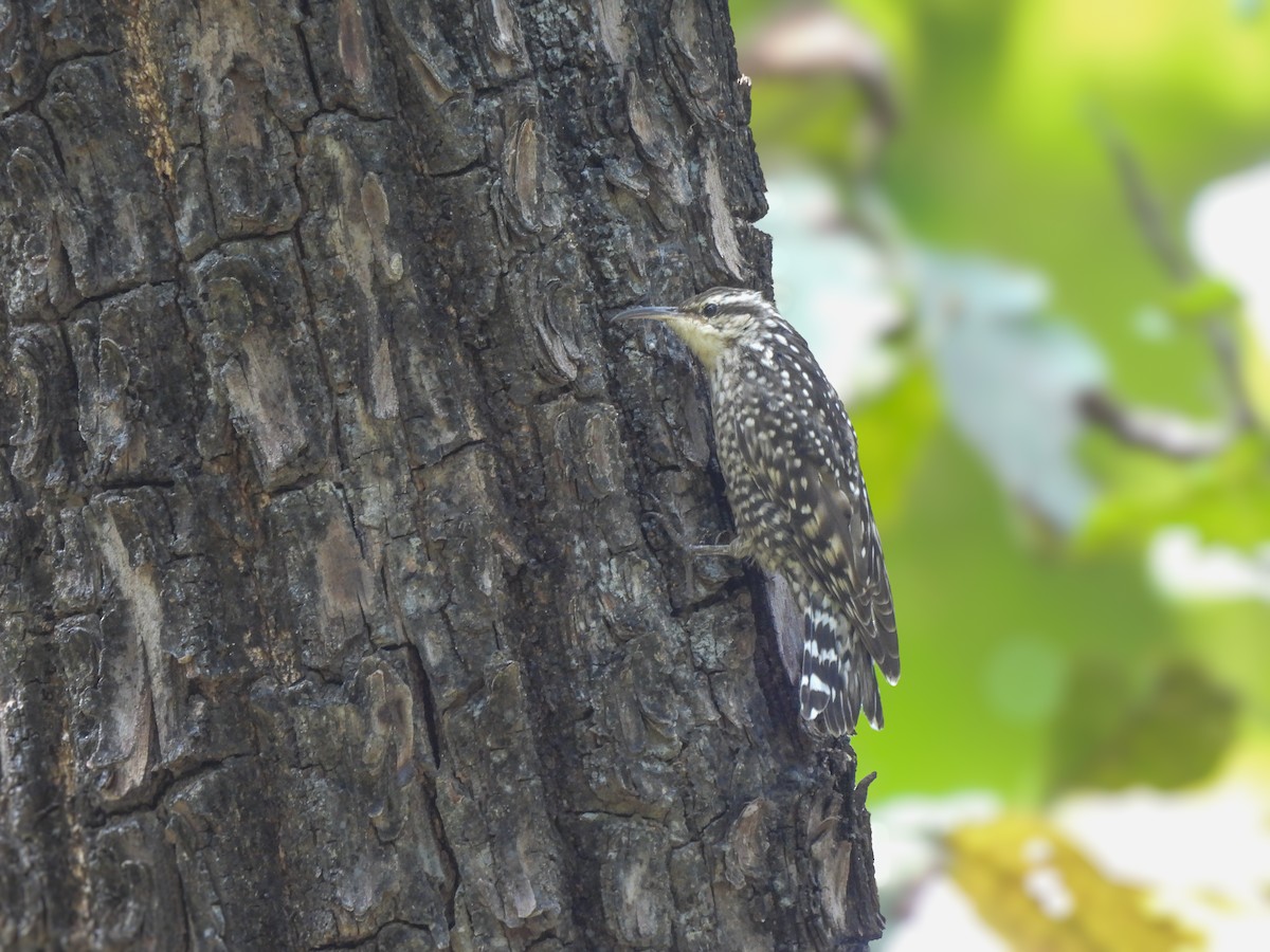 Indian Spotted Creeper - ML643279485