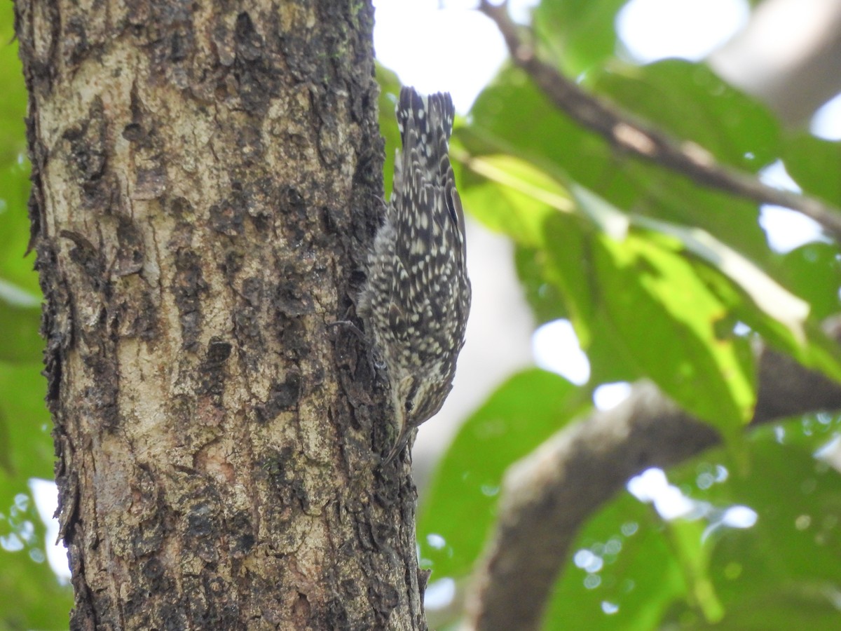 Indian Spotted Creeper - ML643279486