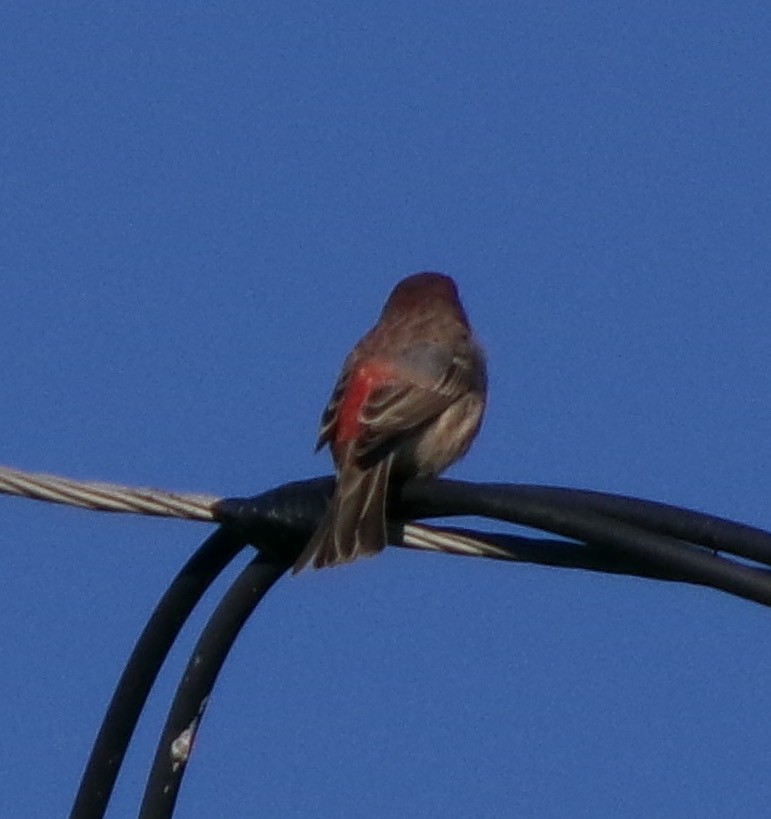House Finch - ML643279513
