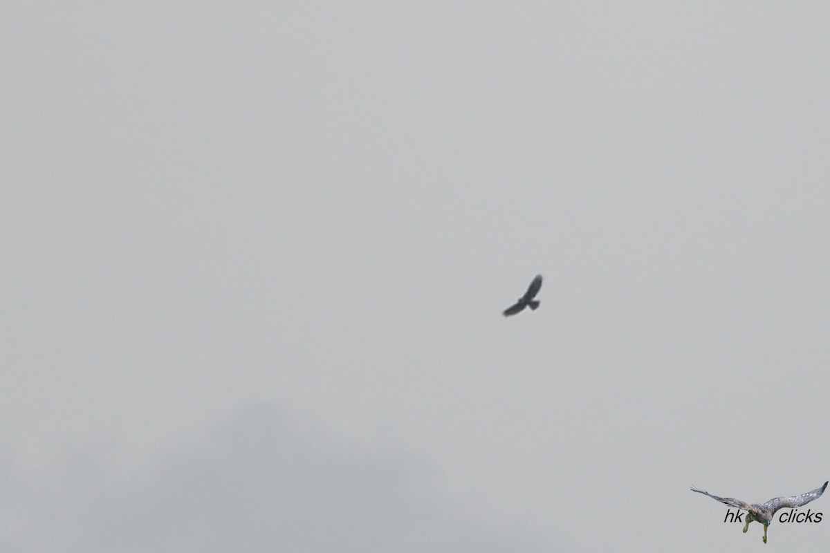 Rufous-bellied Eagle - ML643279521
