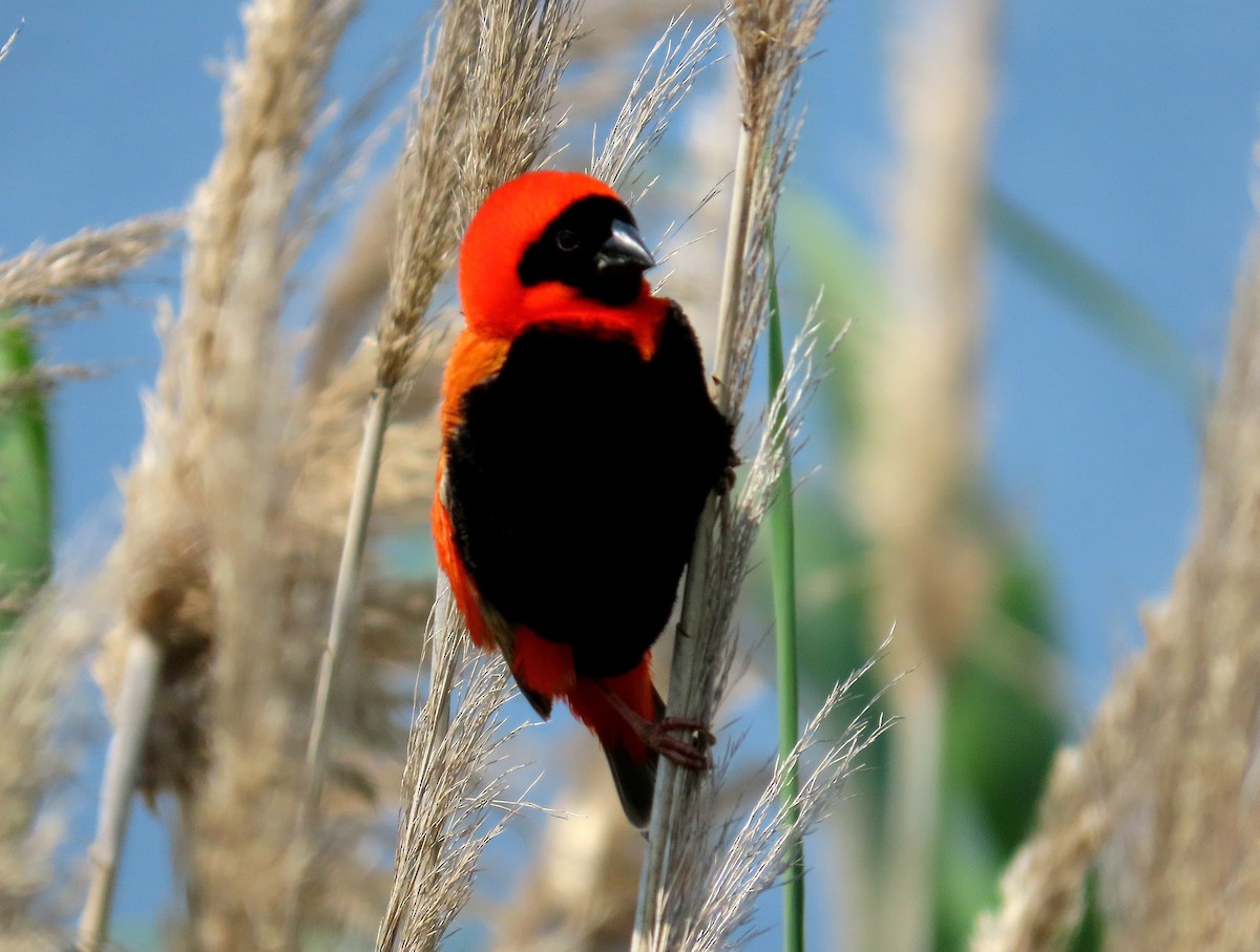 Southern Red Bishop - ML643279528