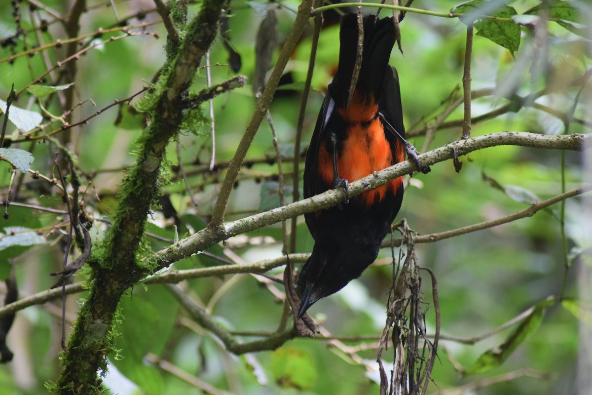 Red-bellied Grackle - ML643279541