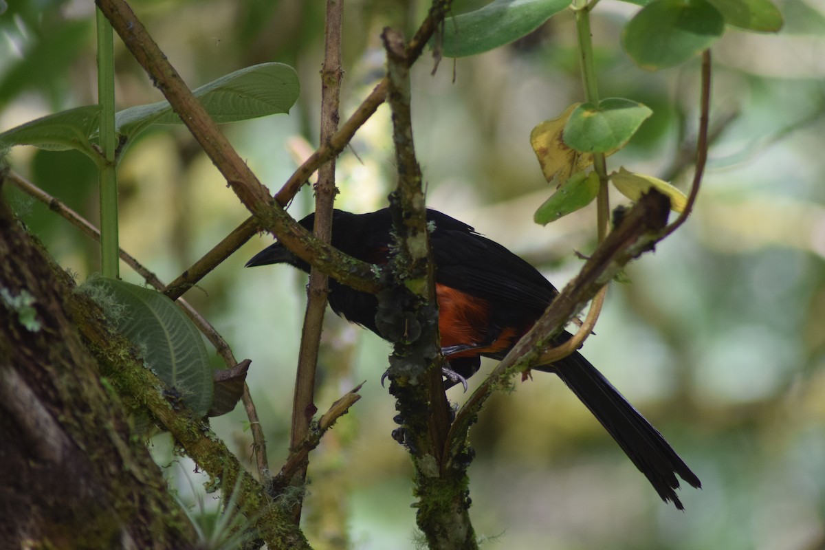 Red-bellied Grackle - ML643279542