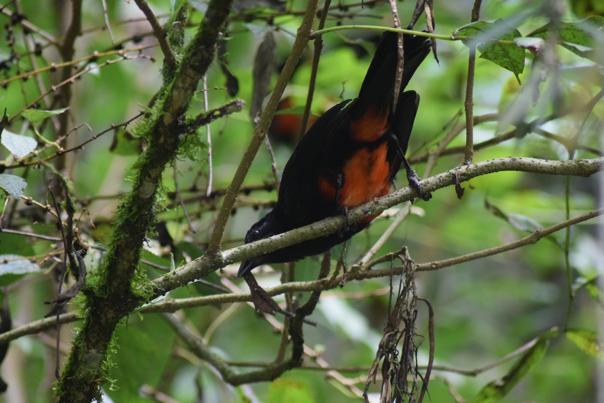 Red-bellied Grackle - ML643279544