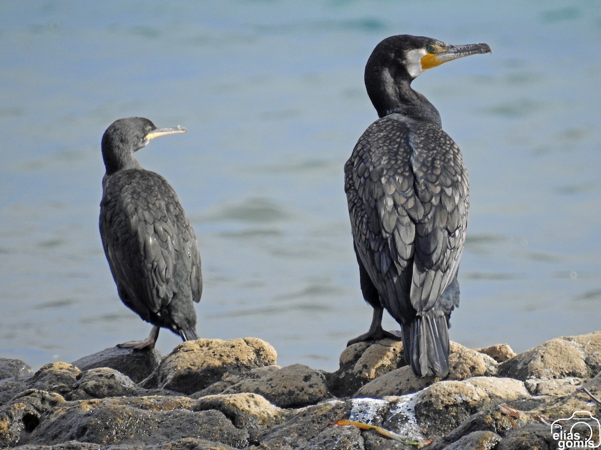 Great Cormorant - ML643279588