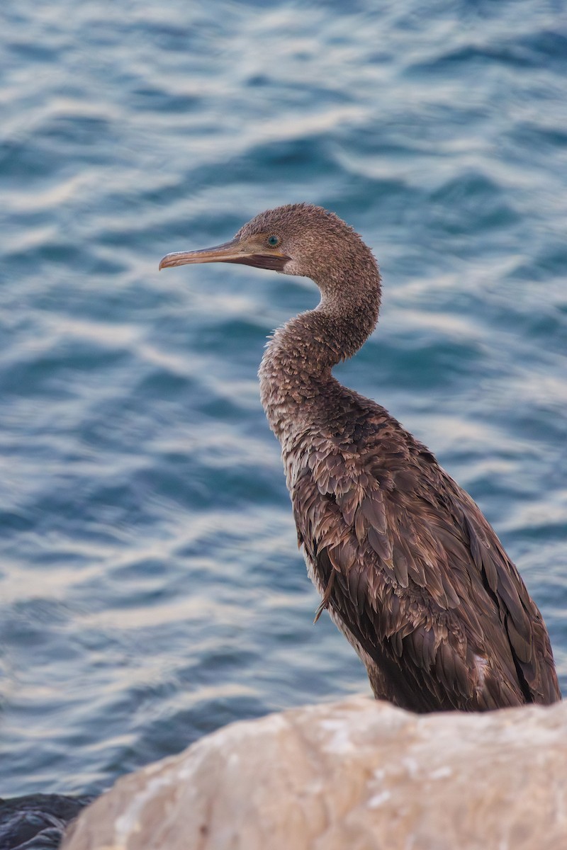 Socotra Cormorant - ML643279591