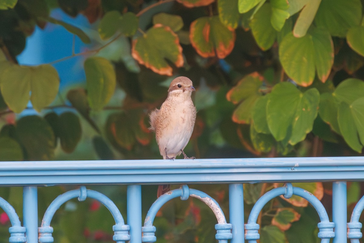 Isabelline Shrike - ML643279606