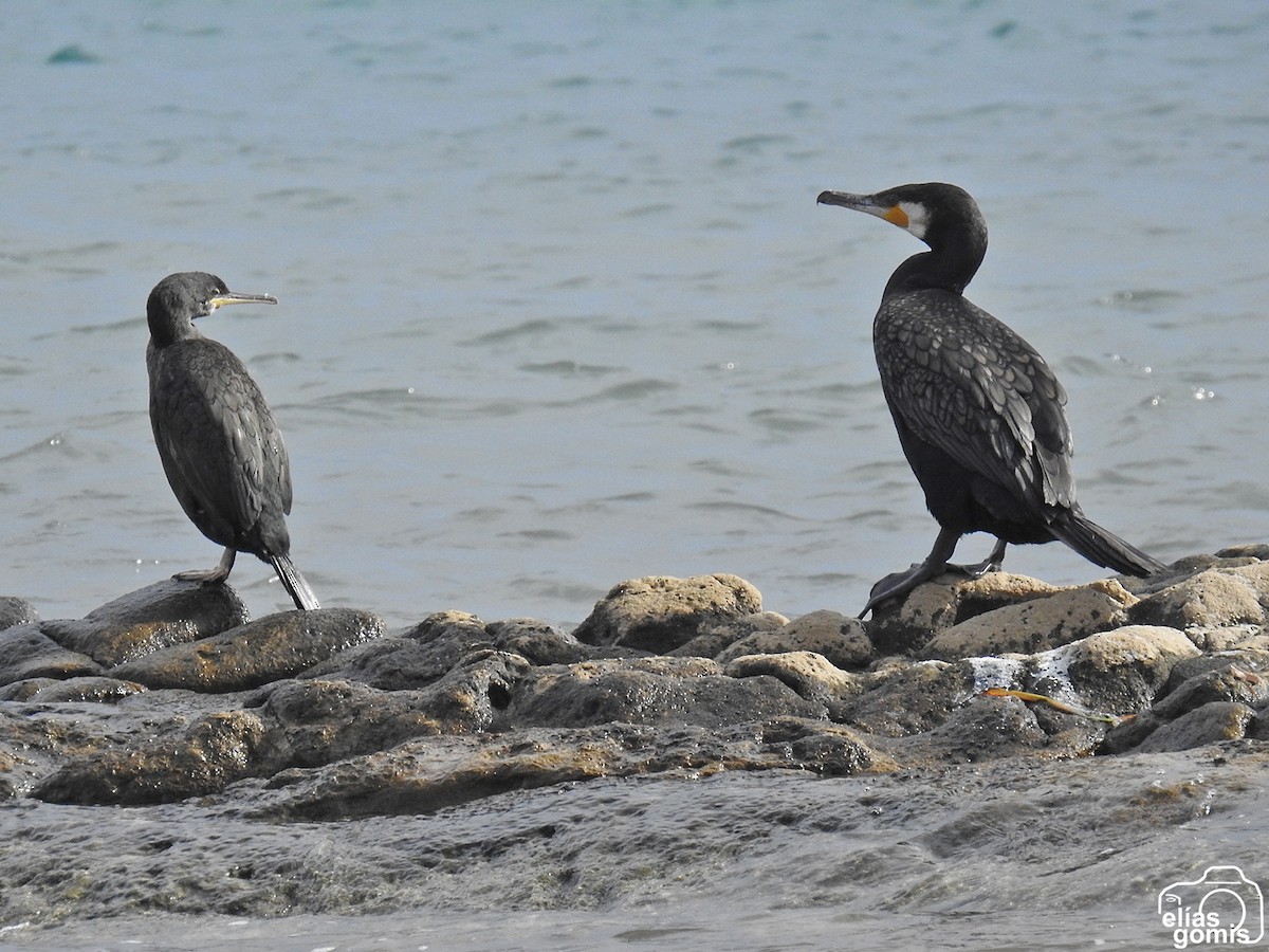 European Shag - ML643279607