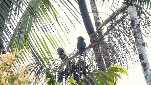 Red-fan Parrot - ML643279621