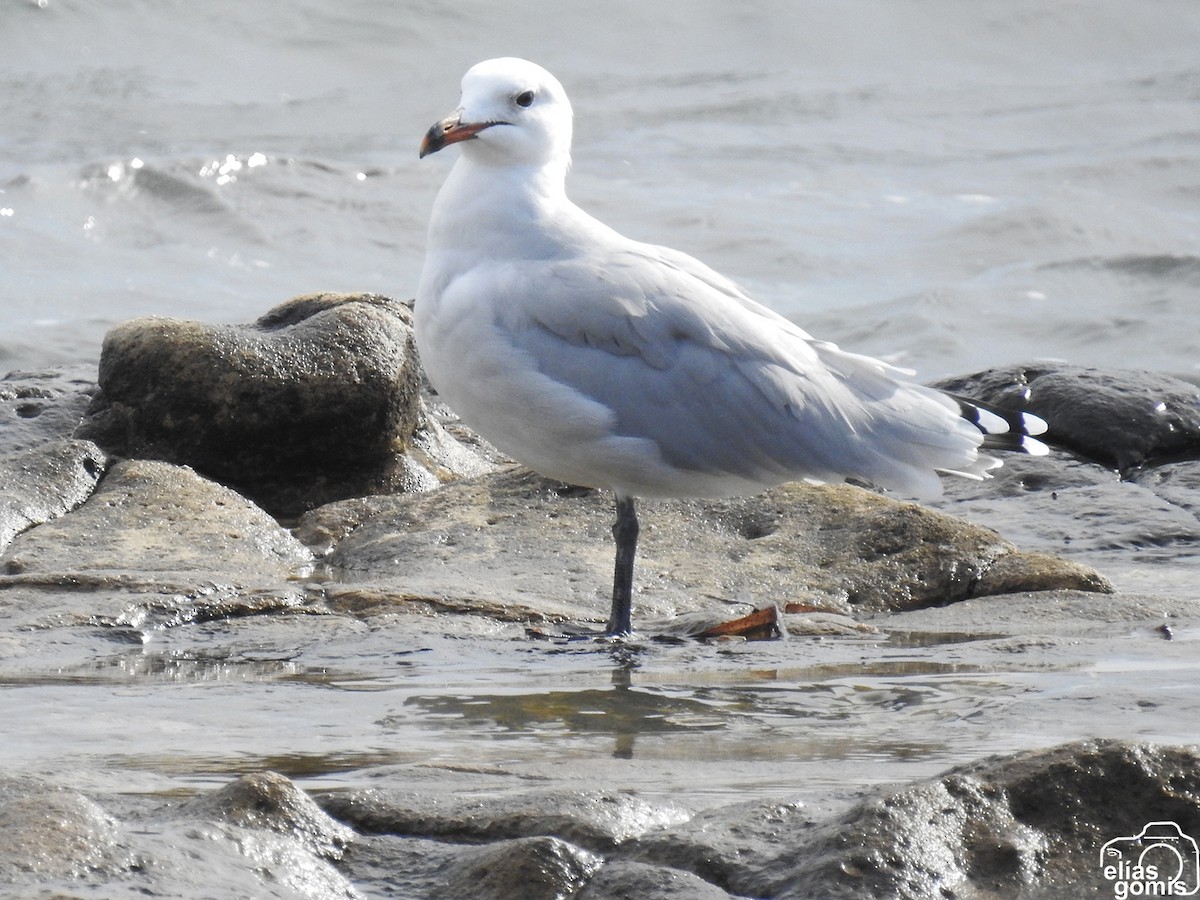 Audouin's Gull - ML643279625