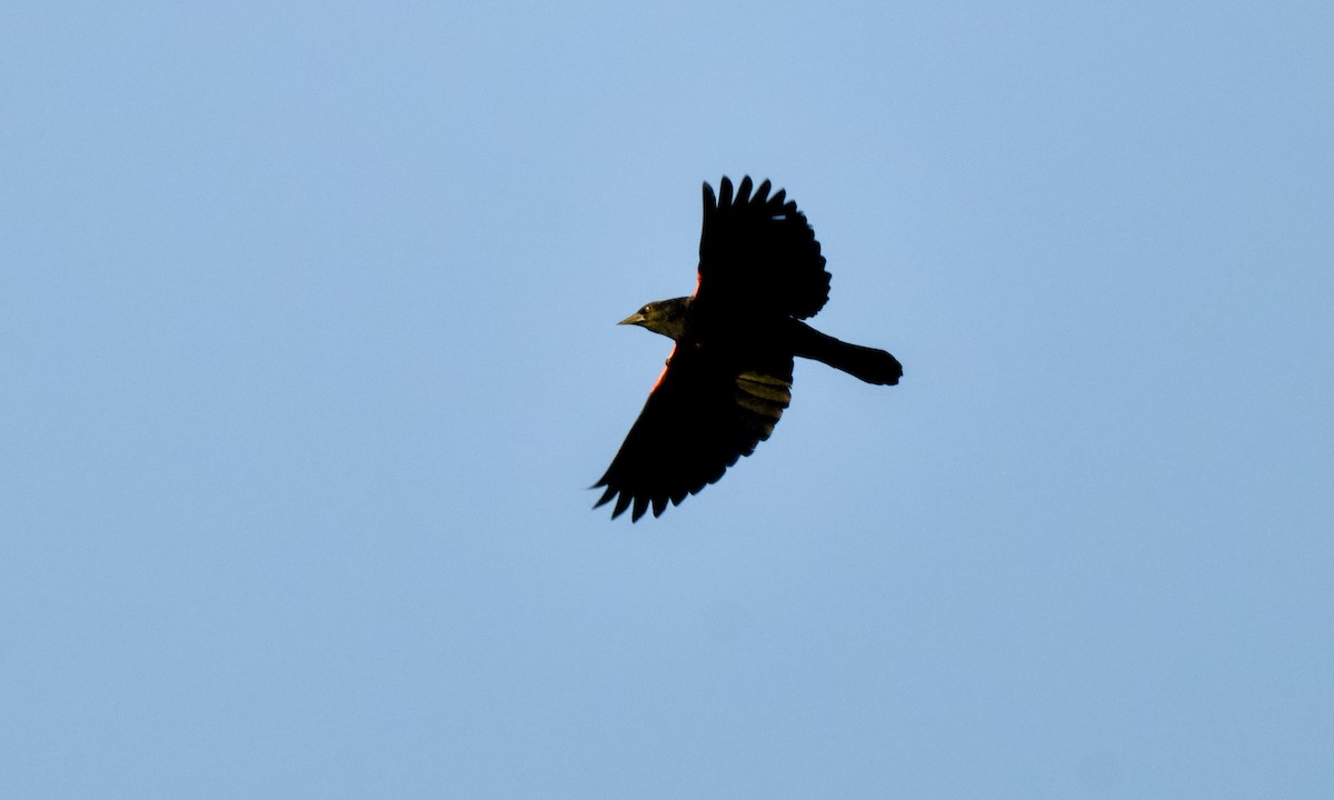 Red-winged Blackbird - ML643279627