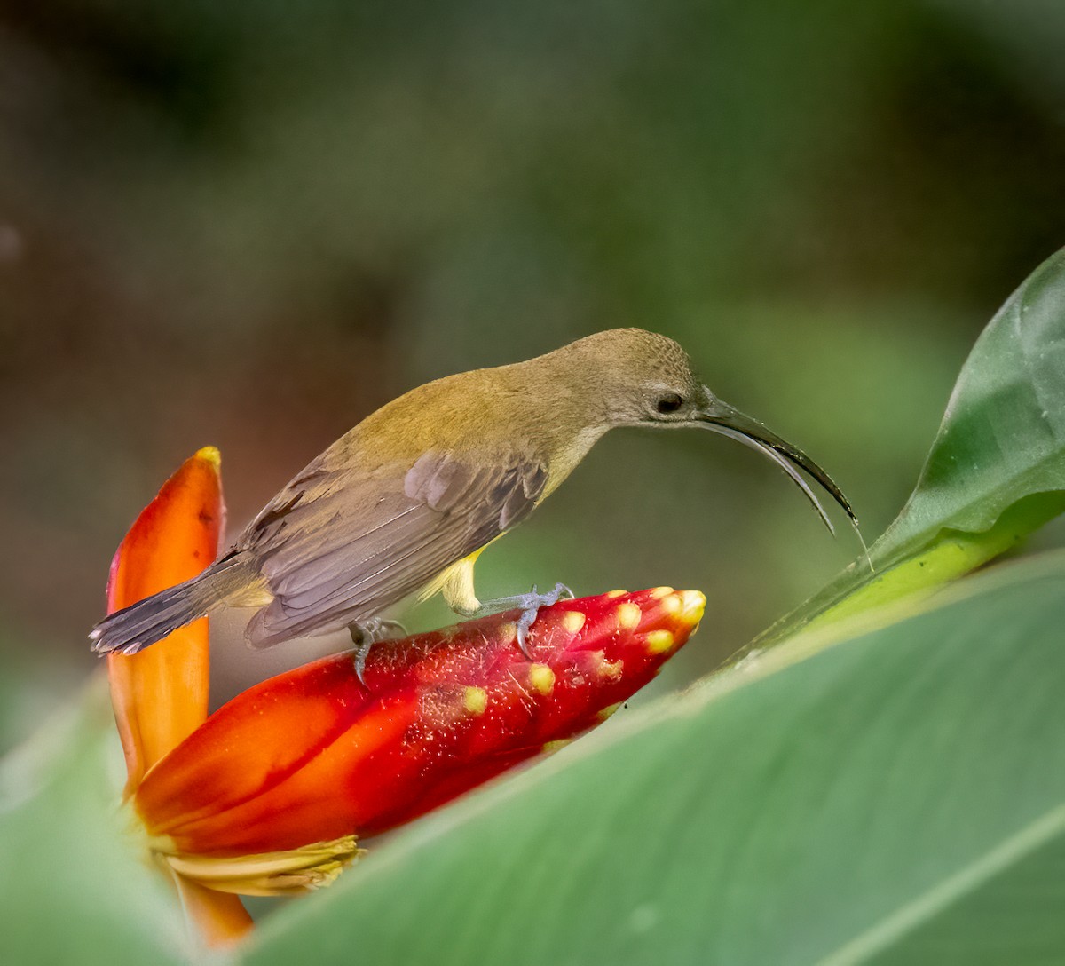 Little Spiderhunter - ML643279636