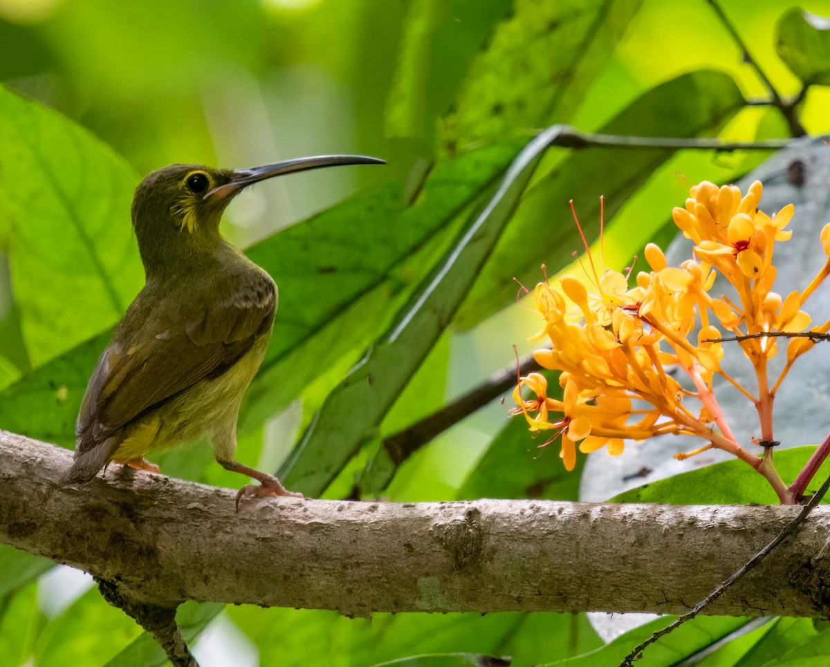 Yellow-eared Spiderhunter - ML643279637