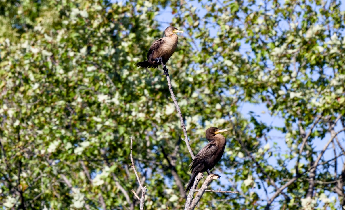 Double-crested Cormorant - ML643279640