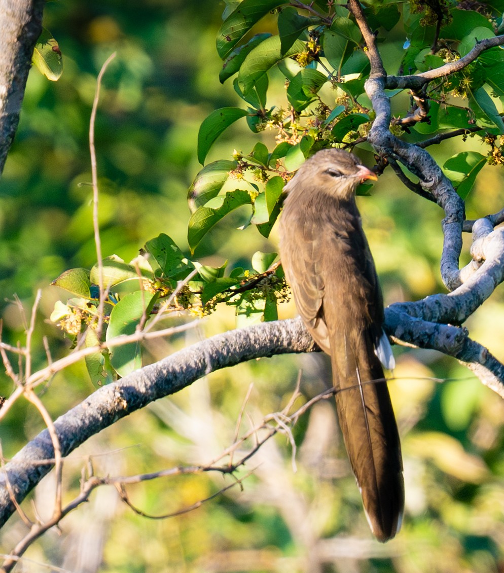 Sirkeer Malkoha - ML643279642