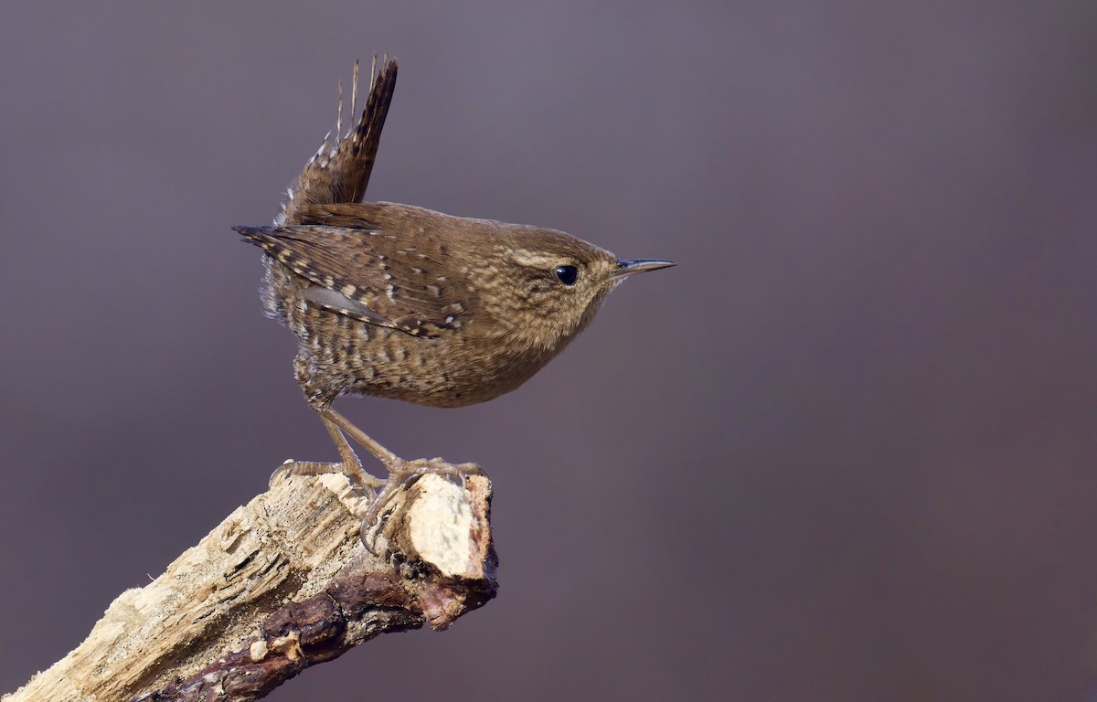 Winter Wren - ML643279657