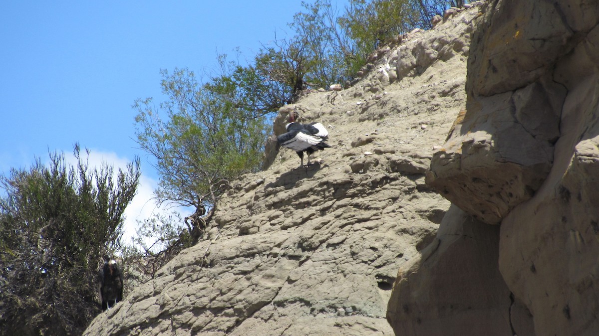 kondor andský - ML643279658