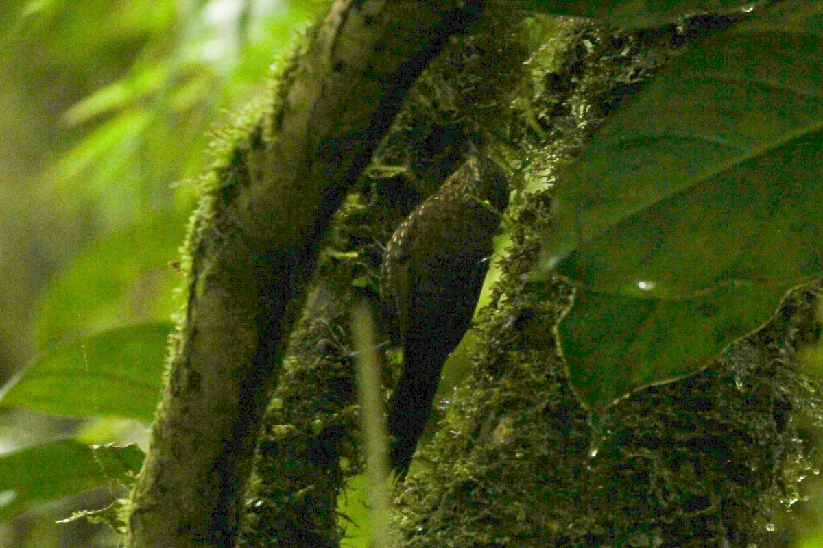 Spotted Barbtail - ML643279664
