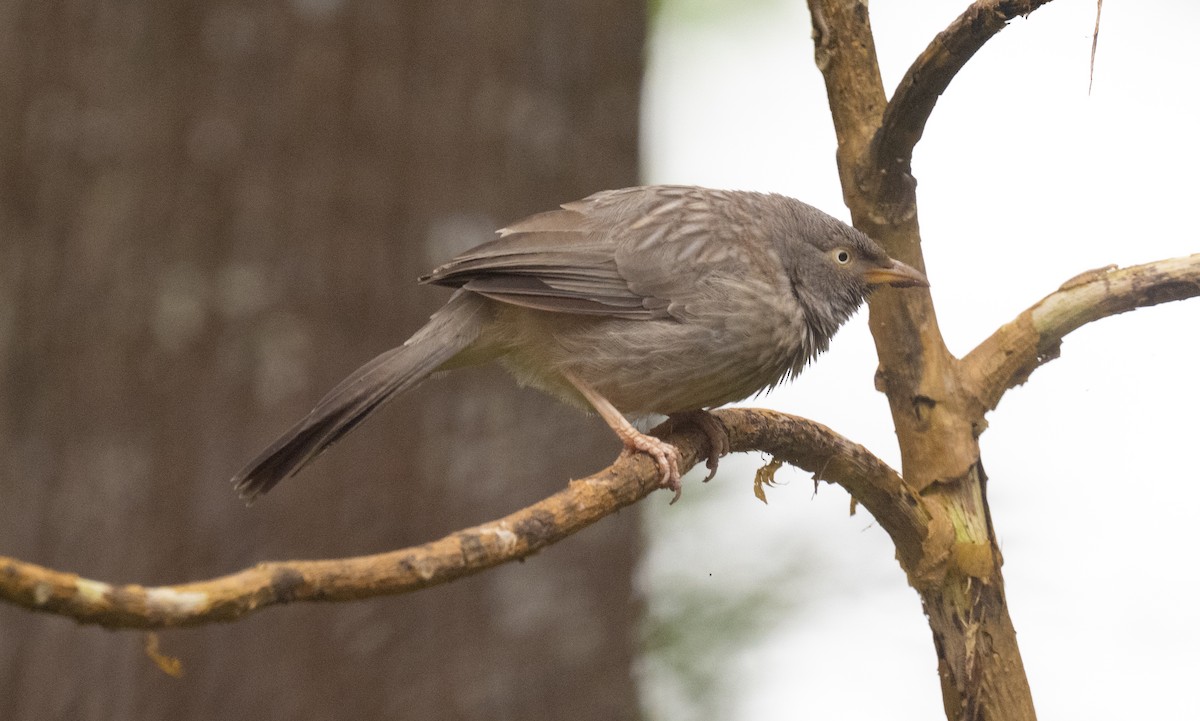 Jungle Babbler - ML643279666