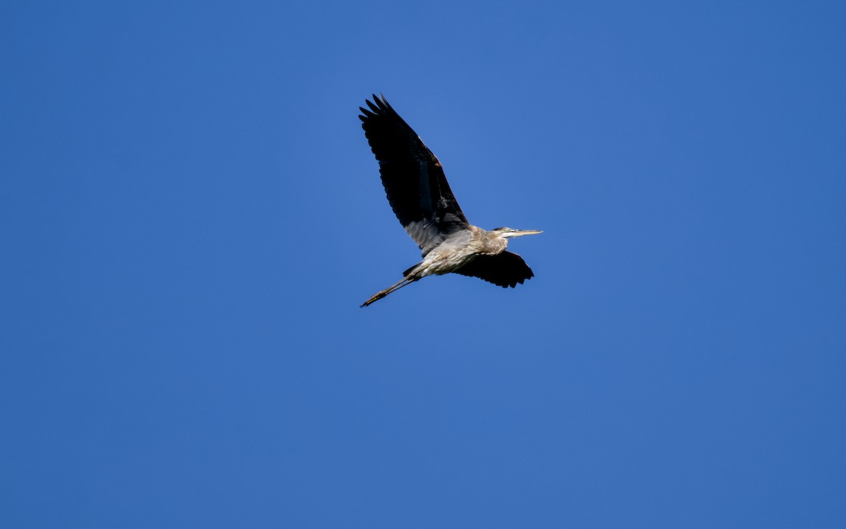 Great Blue Heron - ML643279684